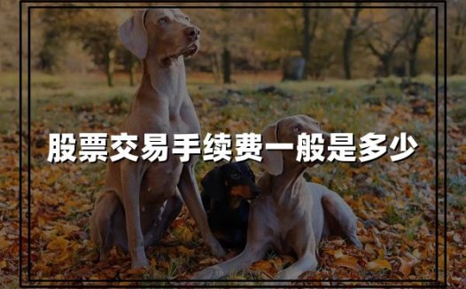 一文读懂:2024年股票交易手续费全攻略,投资人必备!