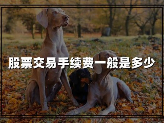 一文读懂：2024年股票交易手续费全攻略，投资人必备！